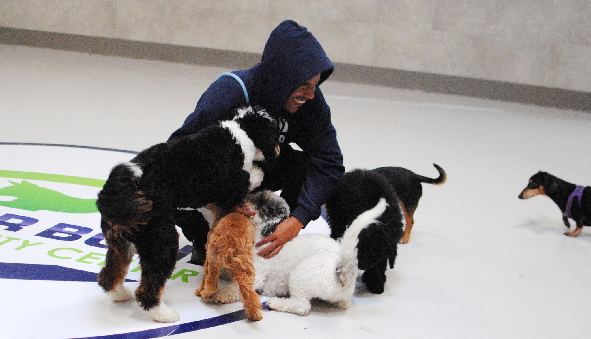 Dog playing with trainers at Daycare at A Closer Bond