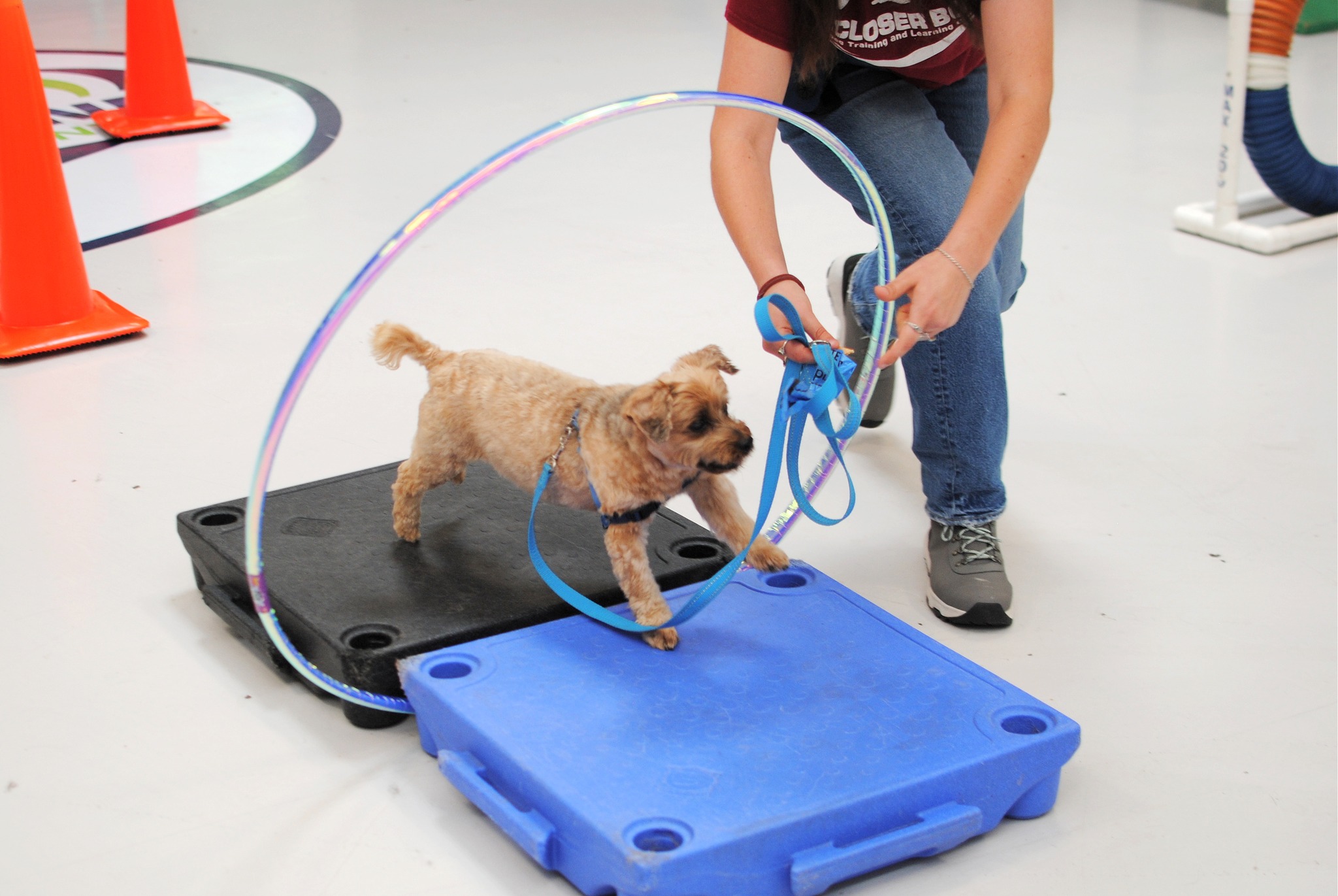 Dog playing inside at A Closer Bond for Dog Training