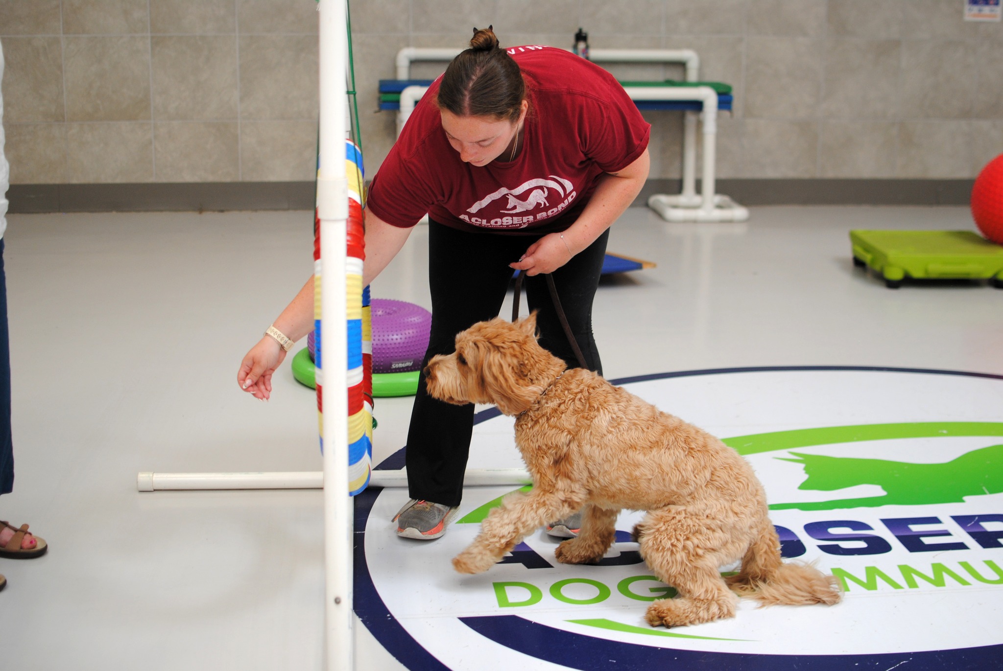 dog being trained at A Closer Bond