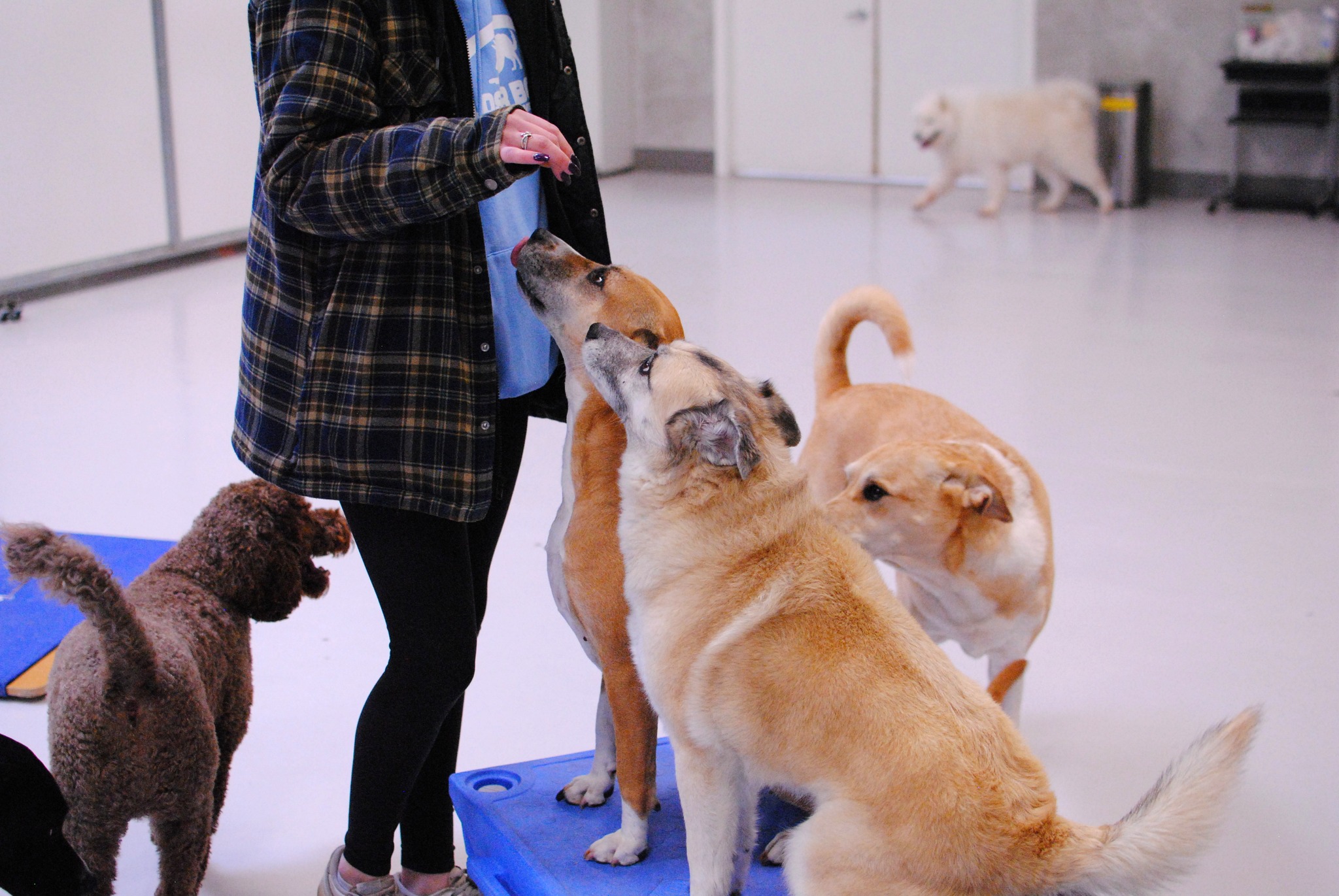Dog boarding at A Closer Bond