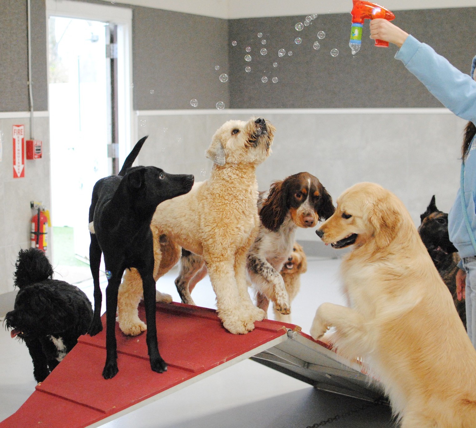 Dog Daycare playing with bubbles at A Closer Bond