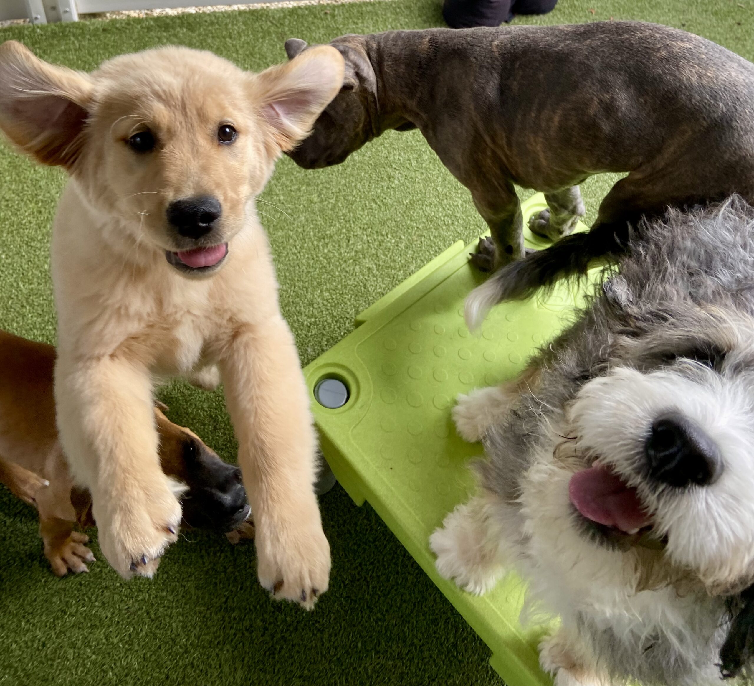 Dog playing Daycare at A Closer Bond