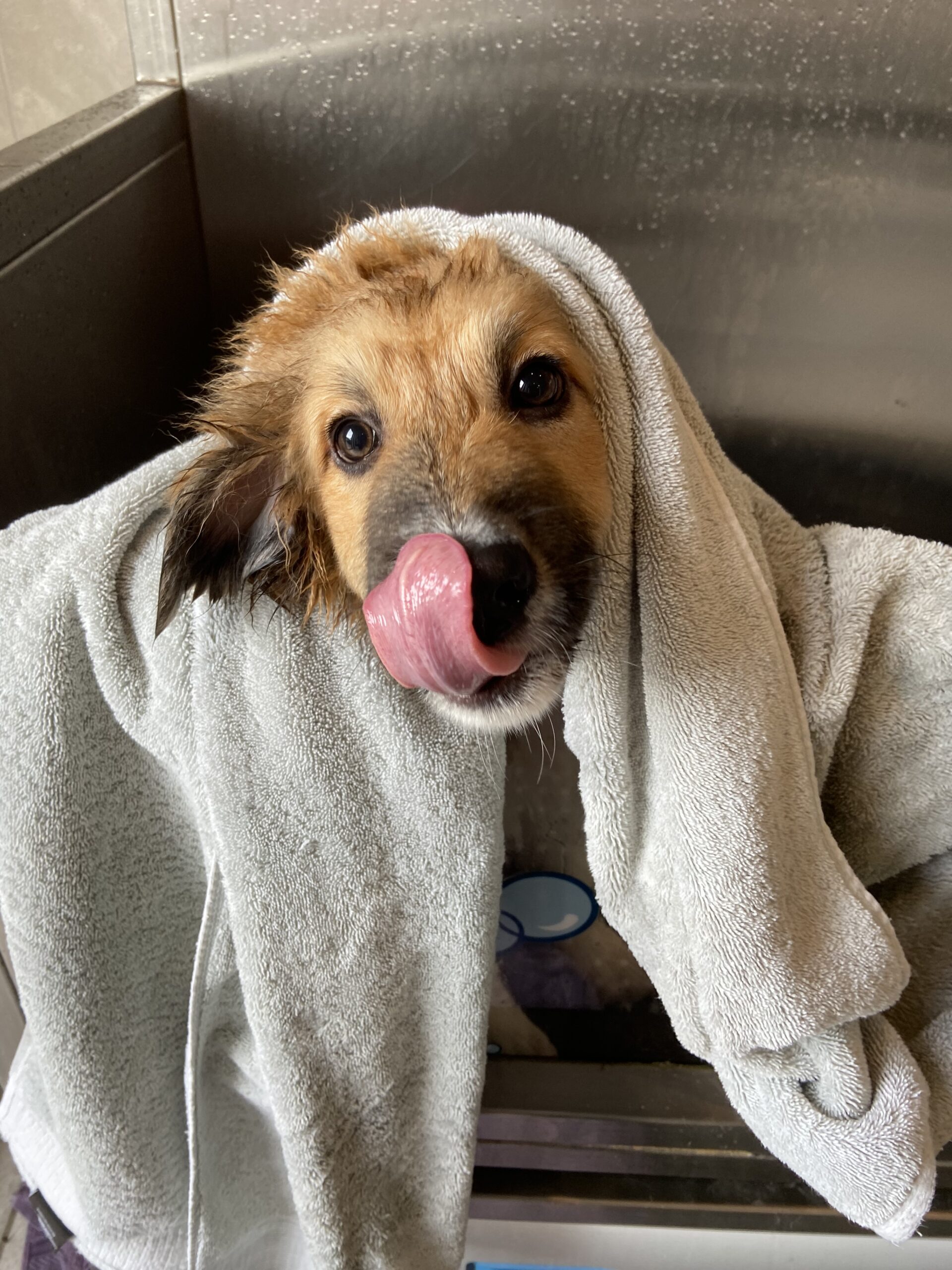 Dog Grooming at A Closer Bond