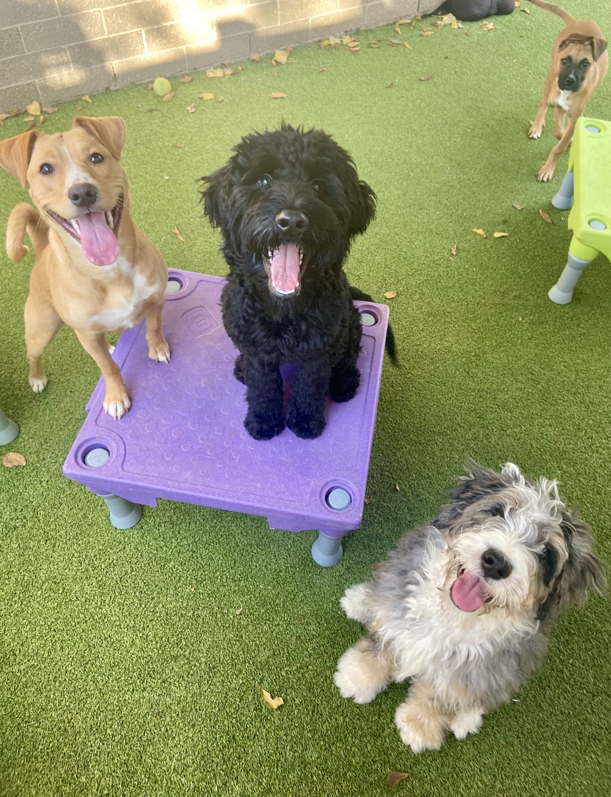 Puppy Training at A Closer Bond