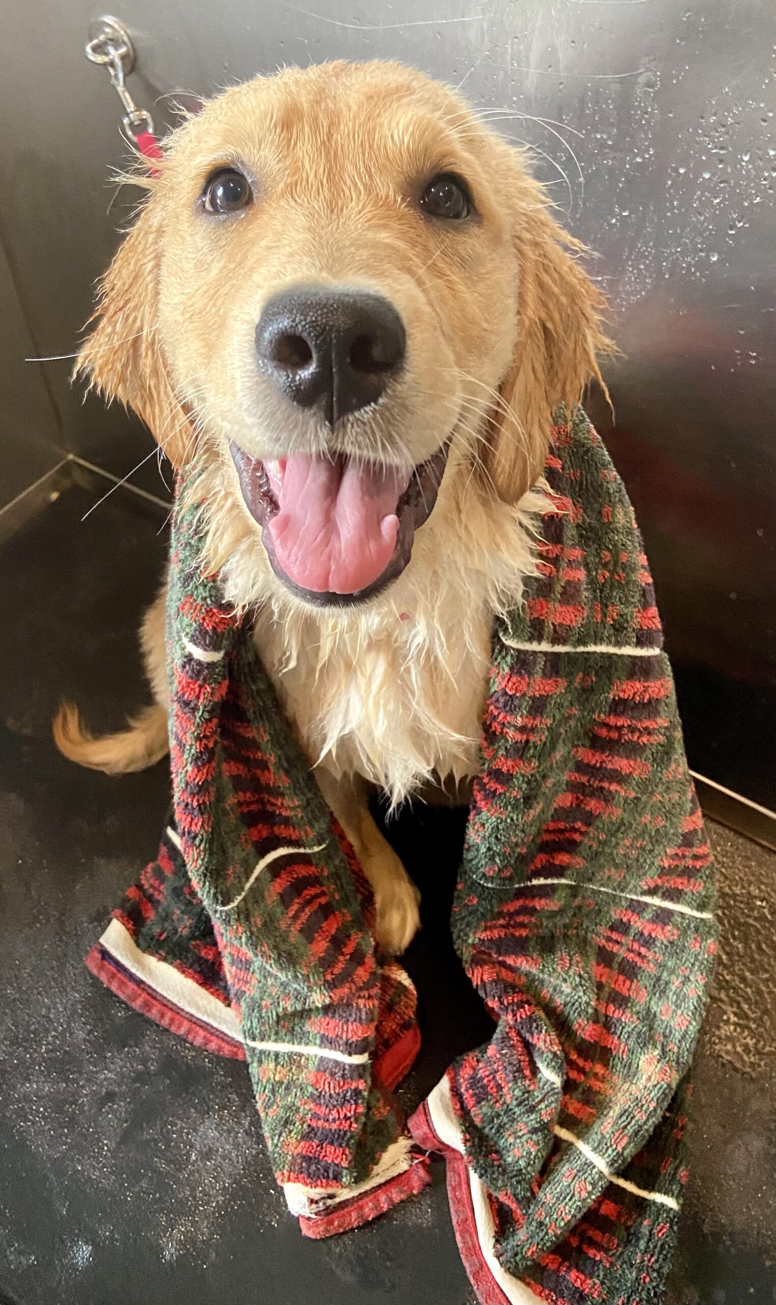 Dog Grooming at A Closer Bond
