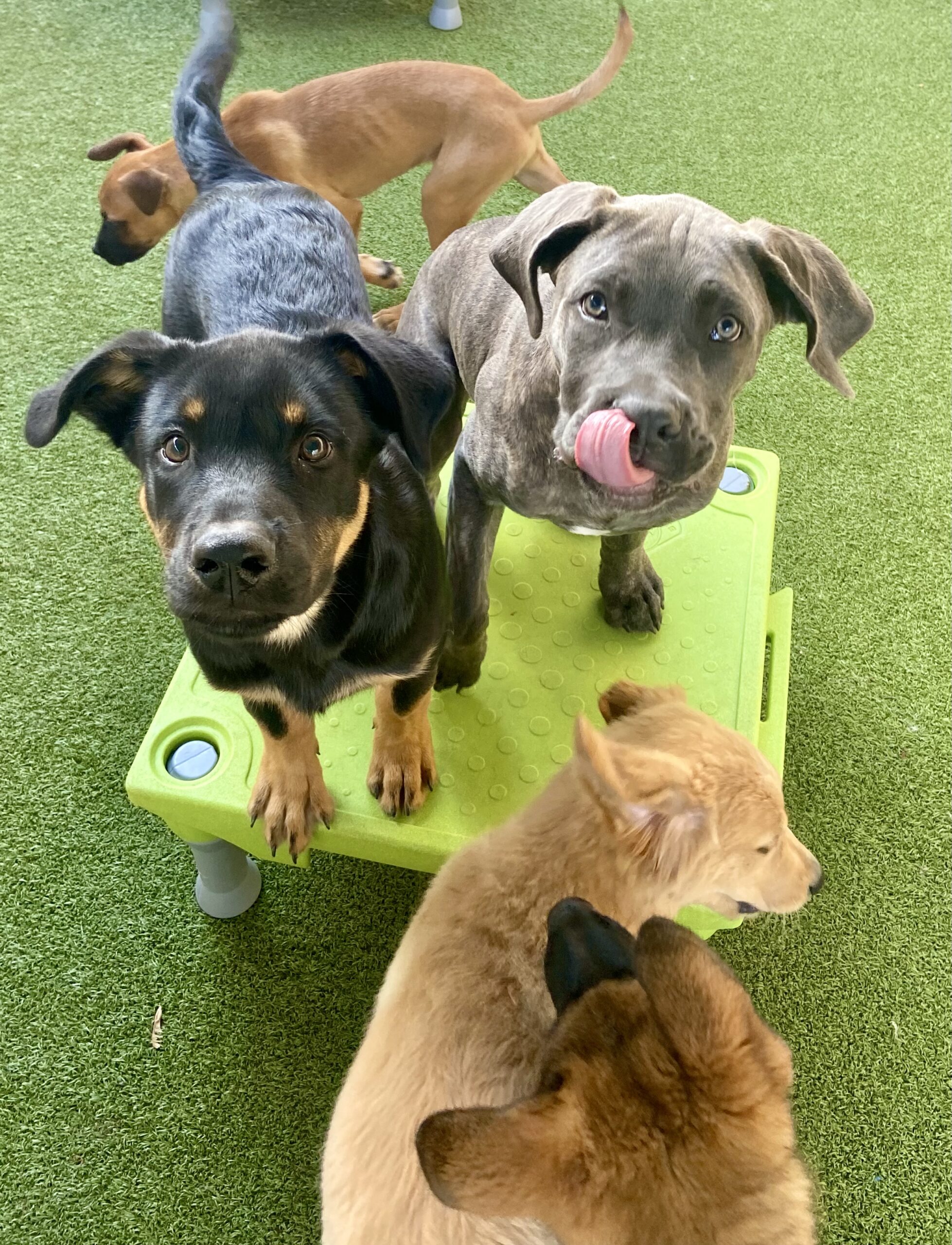 Puppy Training at A Closer Bond