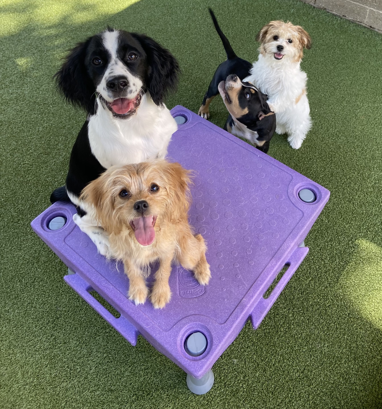 Puppy Training at A Closer Bond