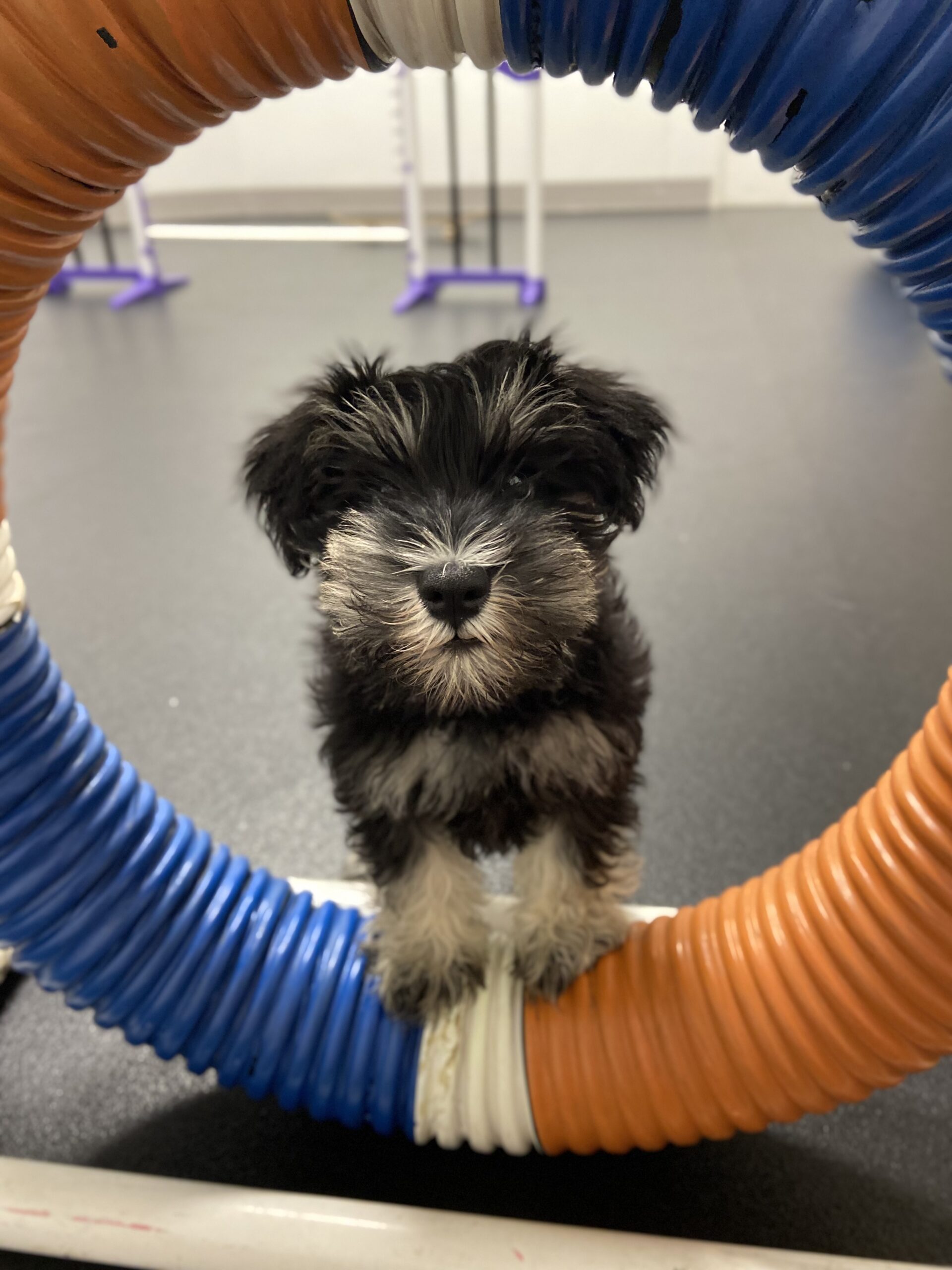 Dog Boarding at A Closer Bond